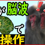 Neuralinkの動物実験 猿が脳波でゲームプレイ!?